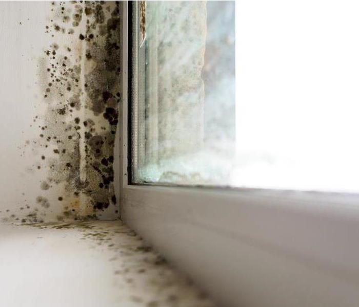 Photo of mold removal