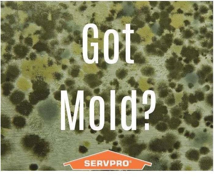 Got Mold?